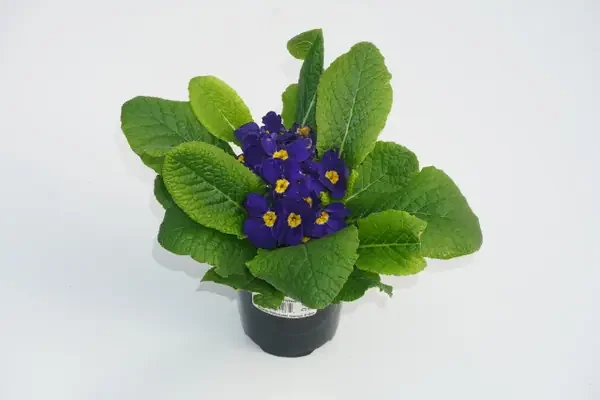 4″ PRIMULA