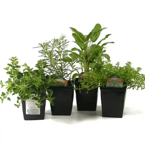 4″ SINGLE HERB ASST