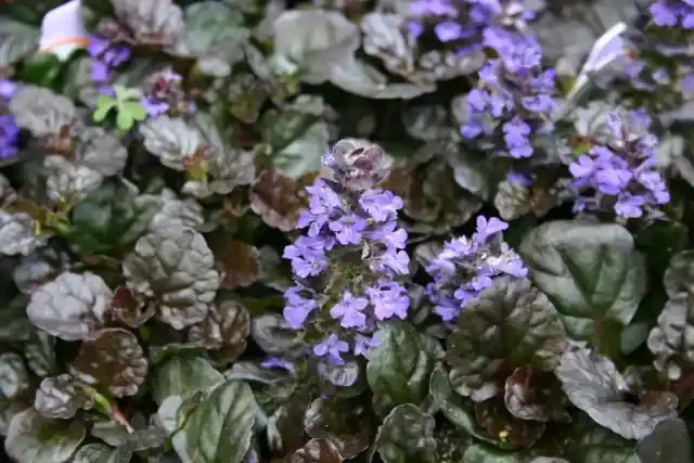 AJUGA ‘BLACK SCALLOP’, SIZE QUART
