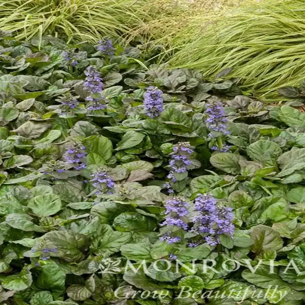 AJUGA ‘BRONZE BEAUTY’, SIZE QUART