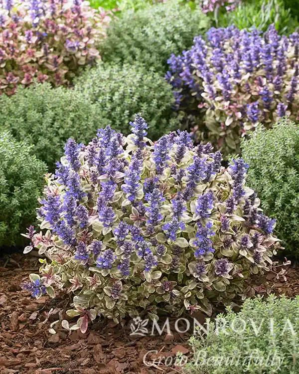 AJUGA ‘PRINCESS NADIA’, SIZE QUART