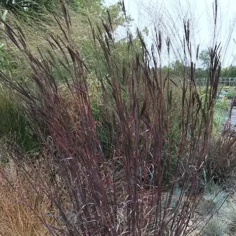 ANDROPOGON ‘BLACKHAWKS’, SIZE 2