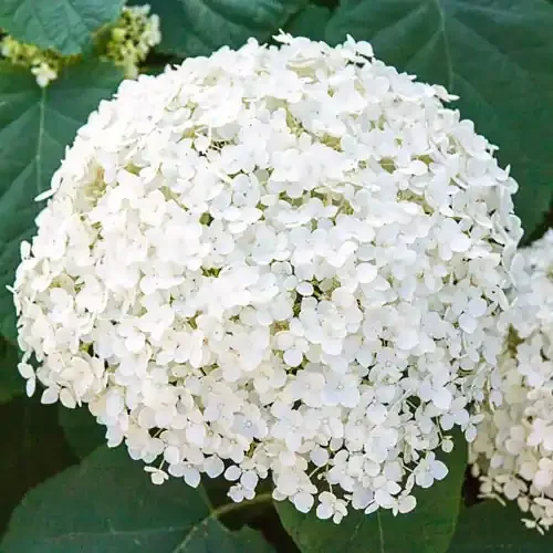 ANNABELLE HYDRANGEA, SIZE 3