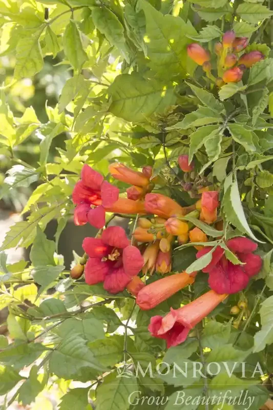 BALBOA SUNSET® TRUMPET VINE, SIZE 1