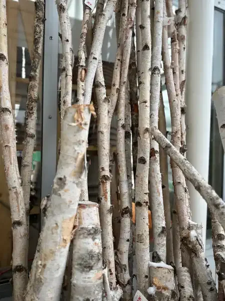 BIRCH POLE