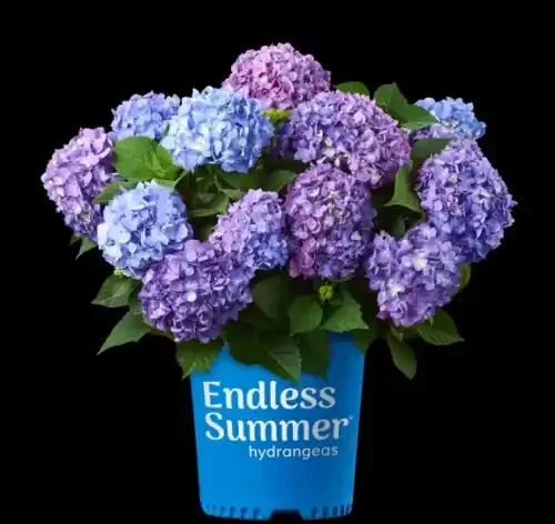 BLOOMSTRUCK® ENDLESS SUMMER HYDRANGEA, SIZE 2