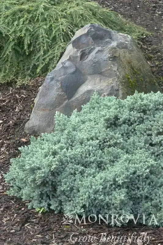 BLUE STAR JUNIPER, SIZE 2