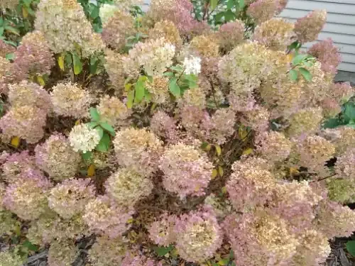 BOBO HYDRANGEA 3