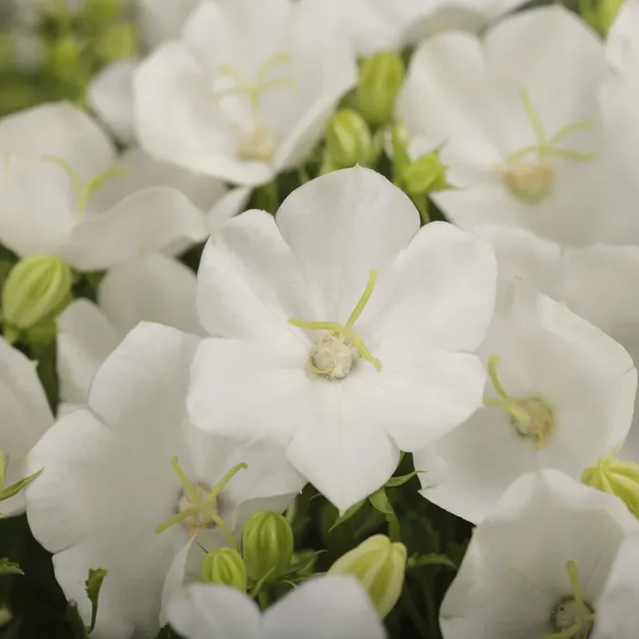 CAMPANULA RAPIDO WHITE – 3½”