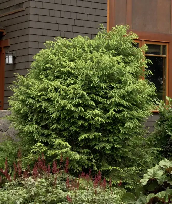 CANADIAN HEMLOCK, SIZE 5