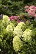 CANDY APPLE™ HYDRANGEA, SIZE 2
