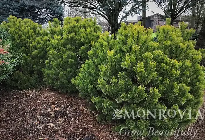 CARSTENS WINTERGOLD MUGO PINE, SIZE 5