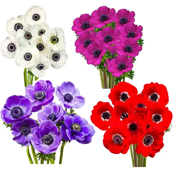 Central Market Anemones, Colors Vary