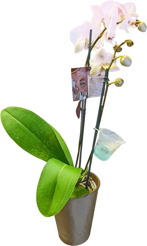 Central Market Bonita White Orchid In Umbra Pot