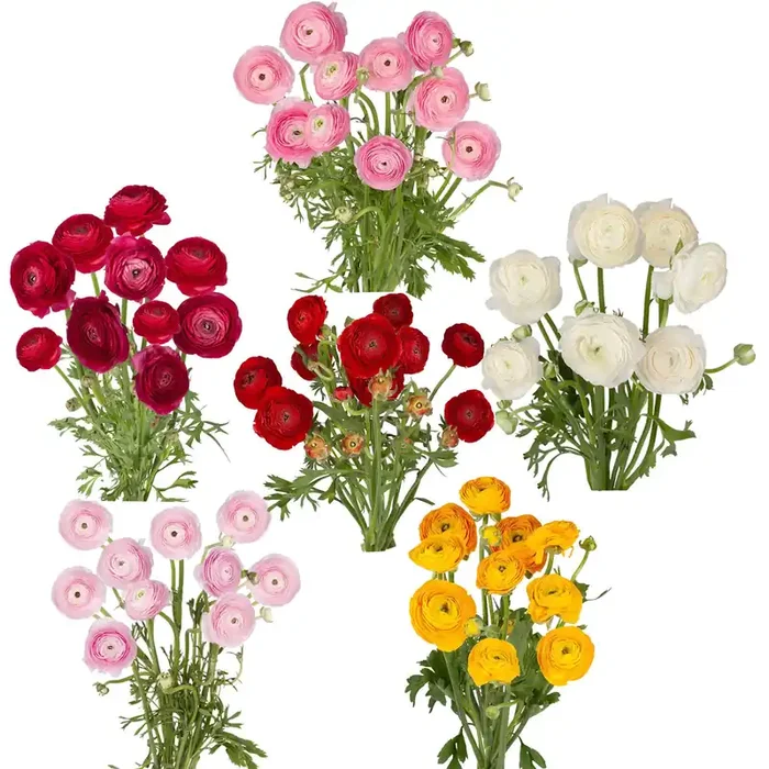 Central Market Ranunculus, Colors Vary