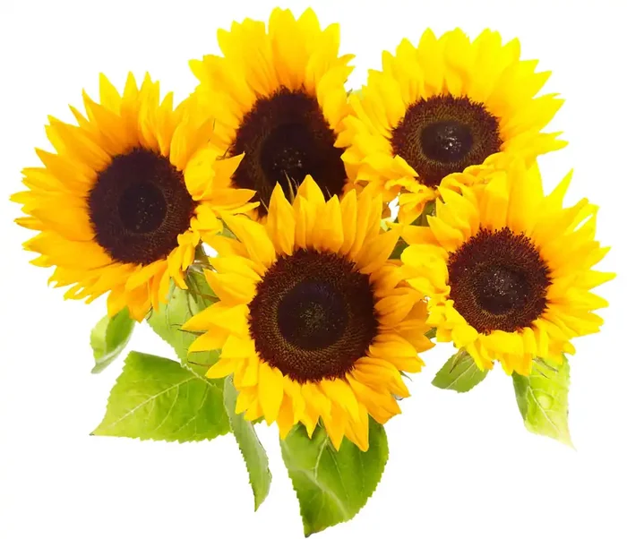 Central Market Sunflowers, 5 Stem