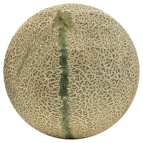 Charantais Melon