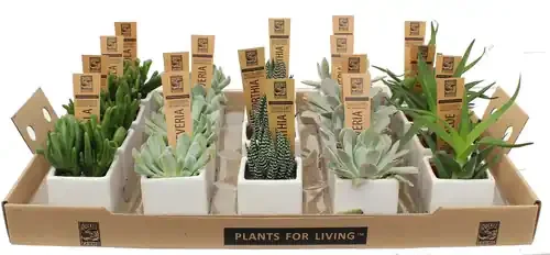 Charlie‘s Produce 2In White Ceramic Mini Succulent