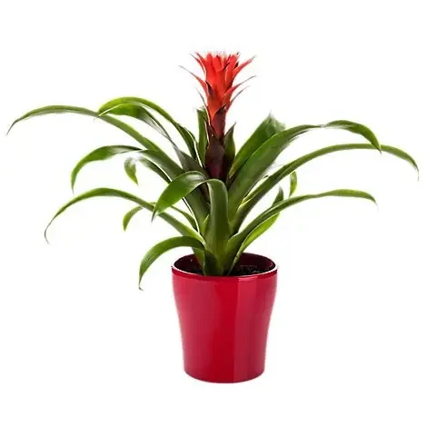 Charlie‘s Produce Bromeliad – 6 Inch