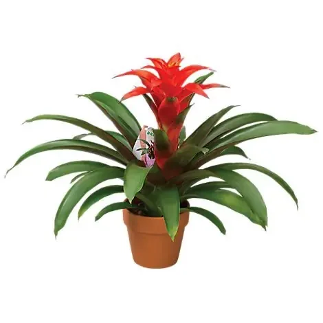 Charlie‘s Produce Bromeliad W/Clay Pot 4 In