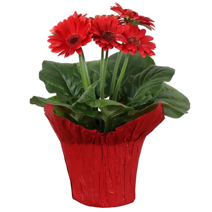 Charlie‘s Produce Gerbera, 4 in