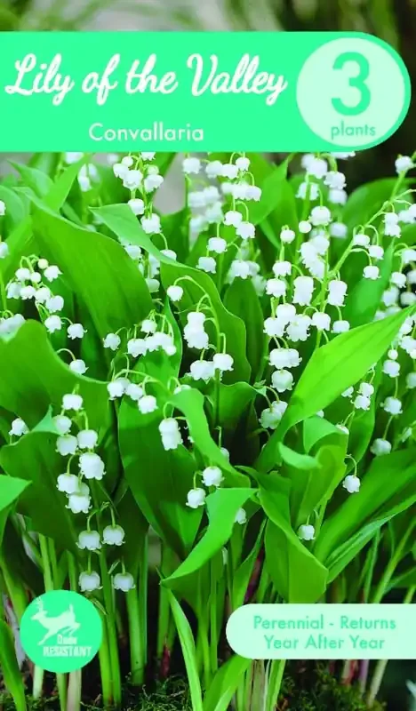 Charlie‘s Produce Lily Of The Valley Convallaria