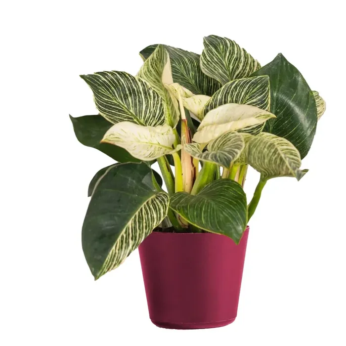 Charlie‘s Produce Standard