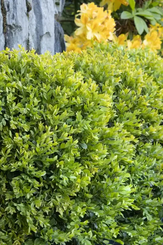 CHICAGOLAND GREEN BOXWOOD, SIZE 5