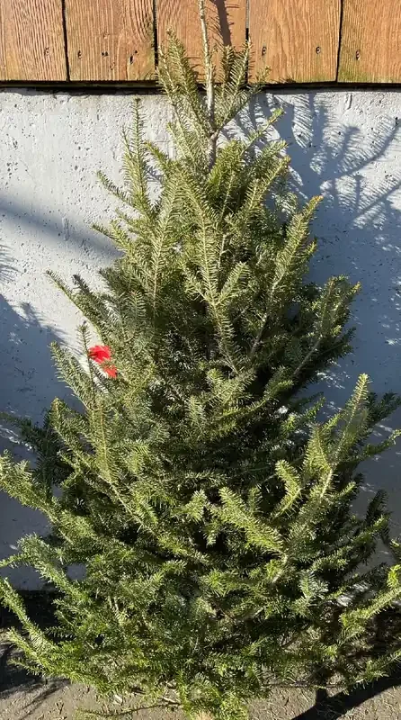 CHRISTMAS TREE, BALSAM 3-4′