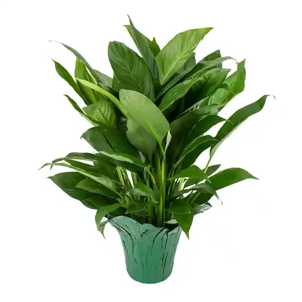 Clean Air Plants 6″