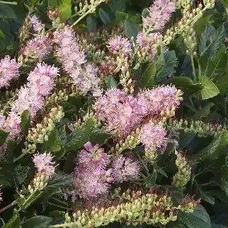CLETHRA ‘RUBY SPICE’, SIZE 2