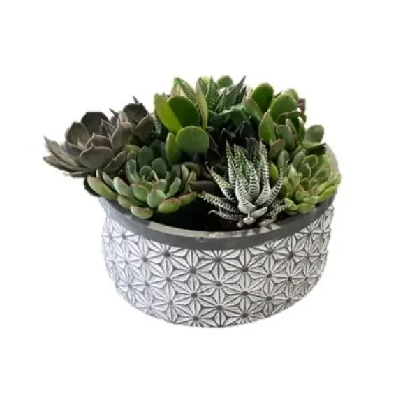 Color Orchids Sahara Timestone Succulents