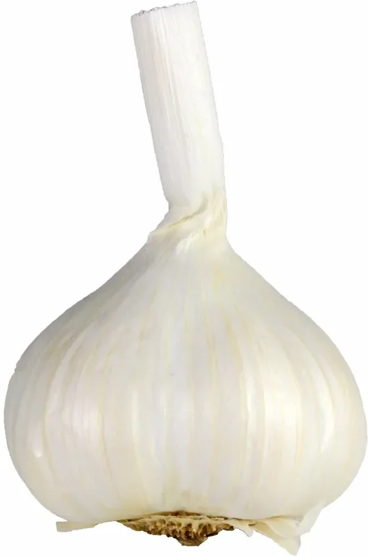 Colossal Garlic