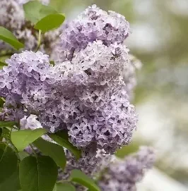 COMMON PURPLE LILAC, SIZE 2