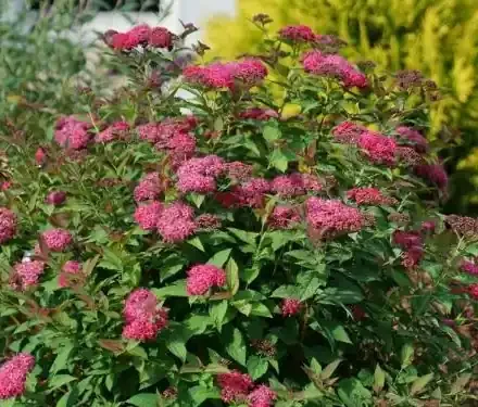 Double Play® DOOZIE™ SPIREA, SIZE 2