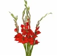 Dutchess Bouquets Spring Red / Yellow Gladiolas