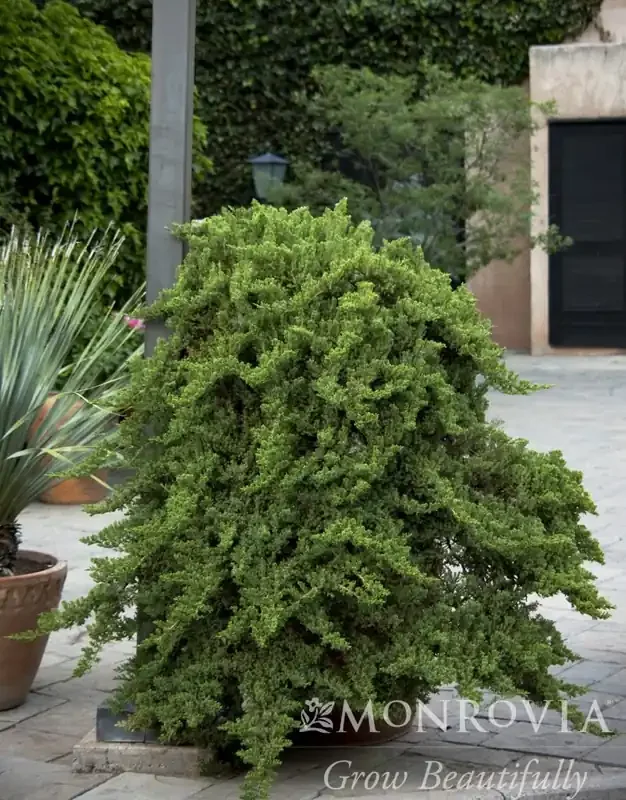 DWARF JAPANESE GARDEN JUNIPER, SIZE 5