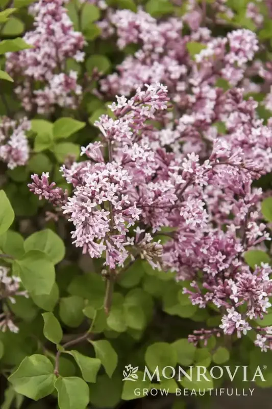 DWARF KOREAN LILAC, SIZE 2