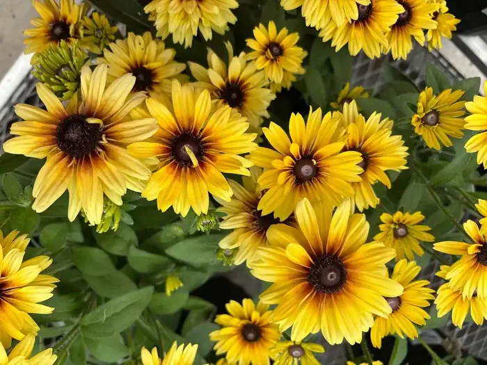 Echibeckia™ Summerina Glow™- 8″ Pot