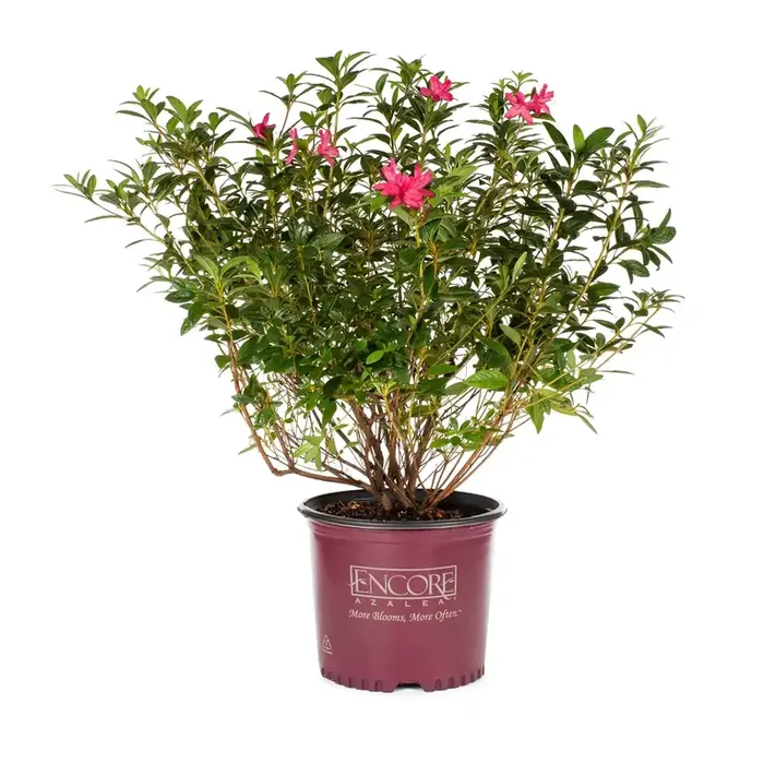 Encore Azalea Multicolor Azalea Flowering Shrub in 3-Gallon (s) Pot