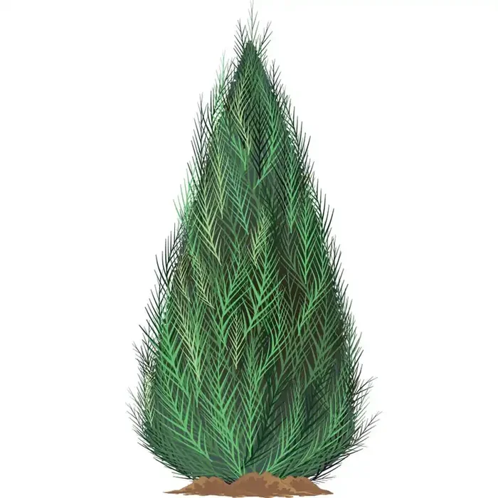 English Roseum Pink Little Leaf Rhododendron – Sun to Part Shade