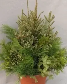 Evergreen Pot, Undecorated- 13″ Pot