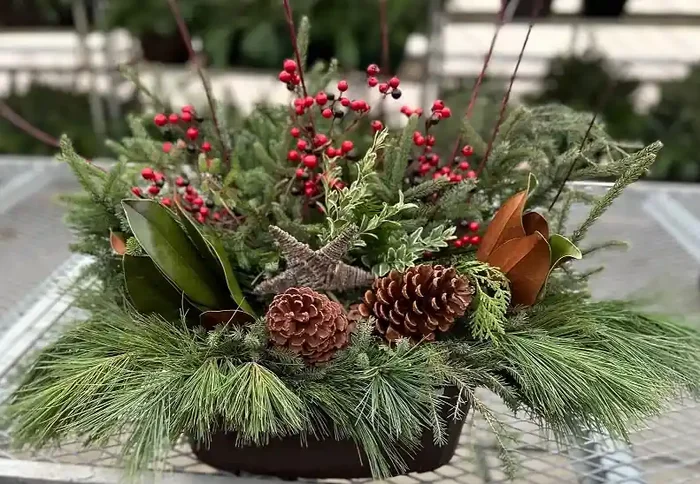 Evergreen Window Box, Burgundy Magnolia- 15″