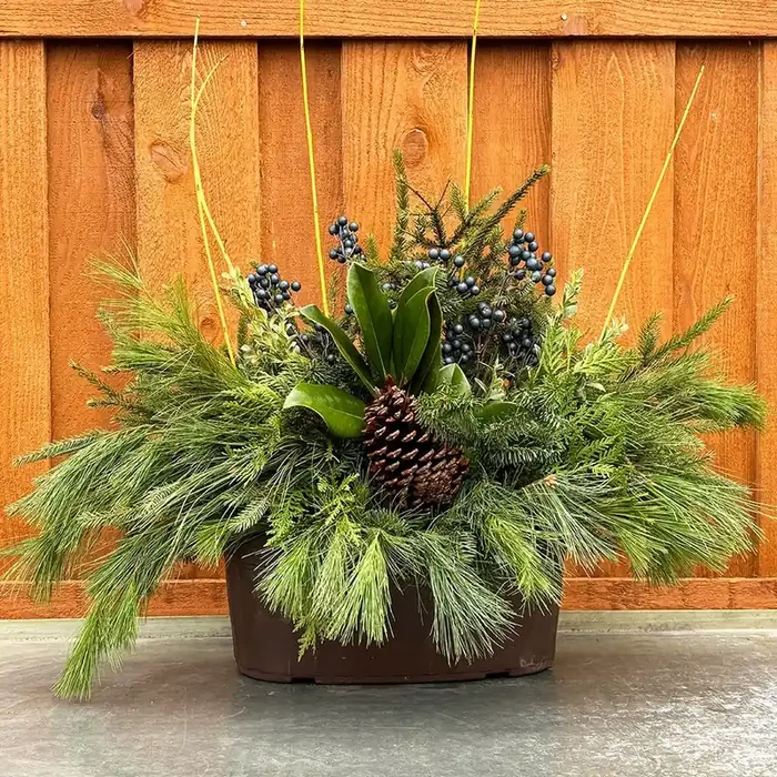 Evergreen Window Box, Winter Blue- 15″