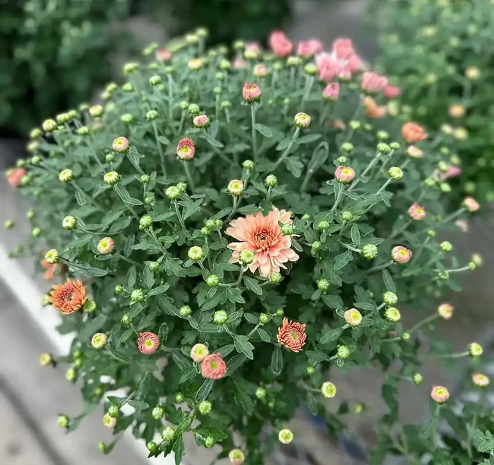 Fall Mum, Fonti Coral – 6½” Pot