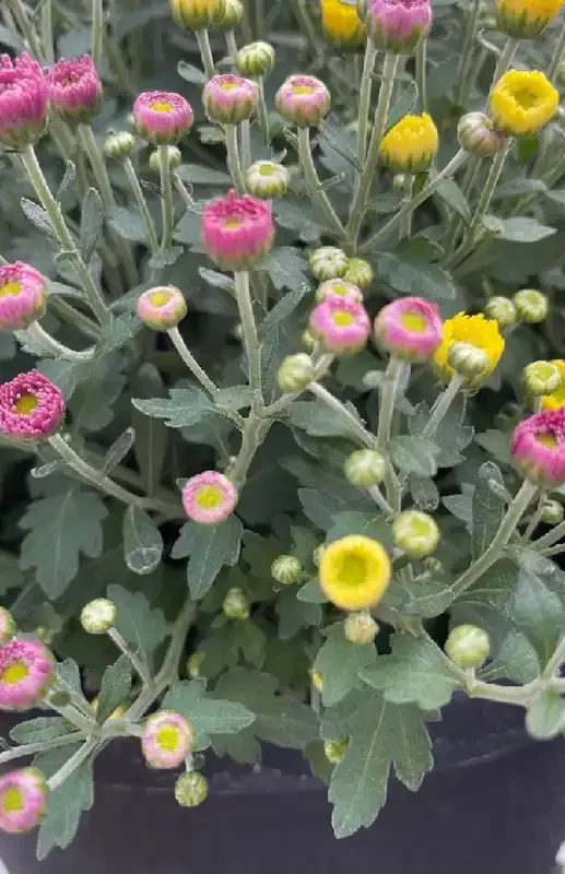 FALL MUM PATIO PLANTER- 15″ BUSHEL, ASSORTED COLOR