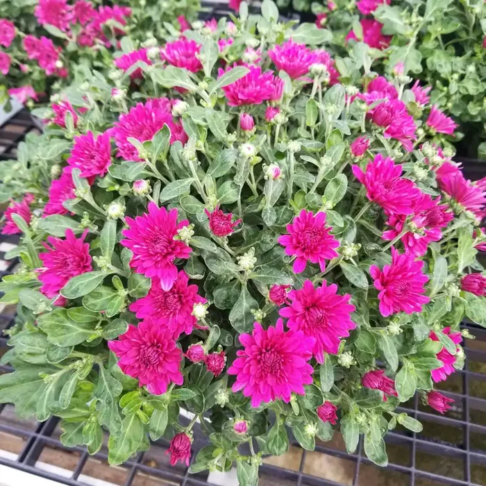 Fall Mum, Purple/ Pink- 9″ Pot