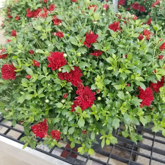 Fall Mum, Red/ Burgundy- 9″ Pot