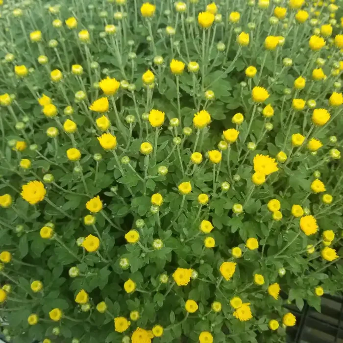 Fall Mum, Yellow/ Gold- 9″ Pot