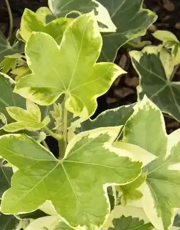 FASTHEDERA ANGIOSTAR, SIZE 1